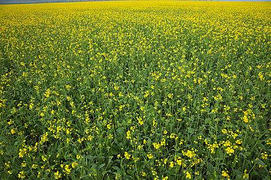 传闻：《最终幻想9：RE》正在开发 《FF10：RE》不存在